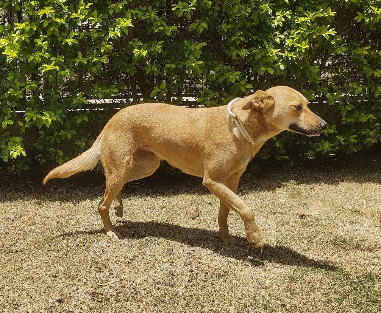 #PraCegoVer: Fotografia da cachorra Etelvina. Ela é caramelo.