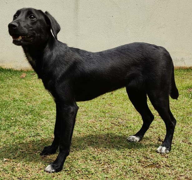 #PraCegoVer: Fotografia da cachorra Eva. Ela é toda preta e tem as patinhas brancas. 