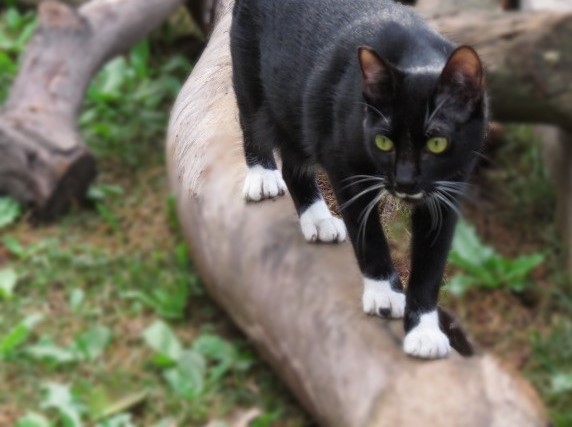 #PraCegoVer: Fotografia do gatinho Folkes. Ele é preto, tem algumas manchas brancas e está andando em um jardim