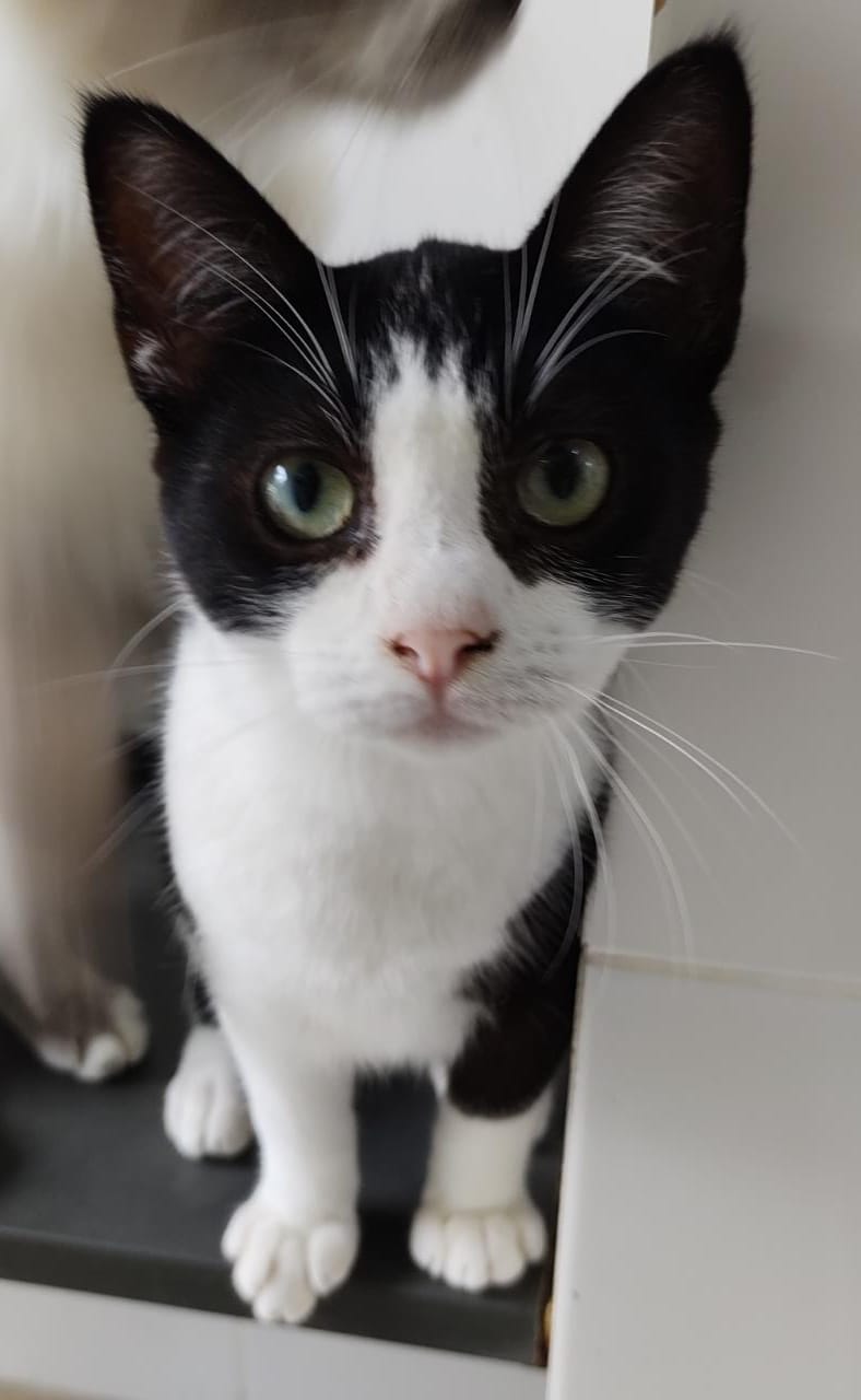 #PraCegoVer: Fotografia do gato Félix. Seu pelo é preto e branco e seus olhos são verdes.
