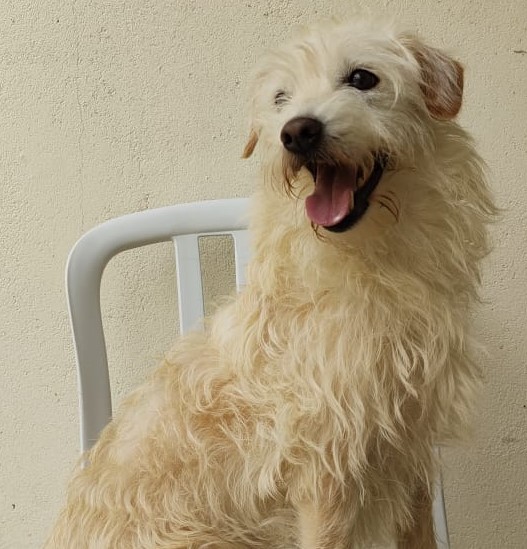 #PraCegoVer: Fotografia do cachorro Felizardo. Ele é todo branco e na foto está com a língua para fora.