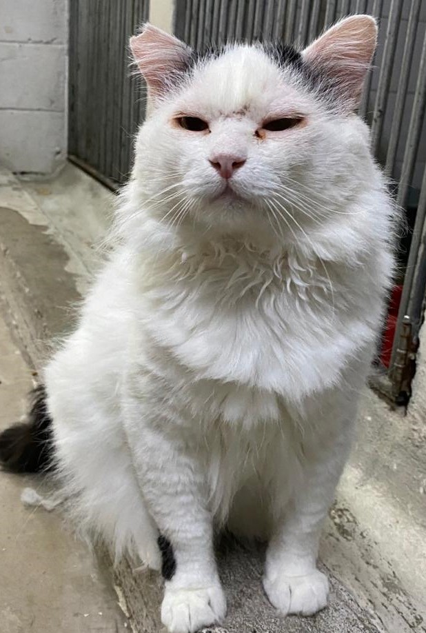 #PraCegoVer: Fotografia do gatinho Francesco. Ele é todo branco e muito peludinho. Ele está olhando fixamente para a câmera.