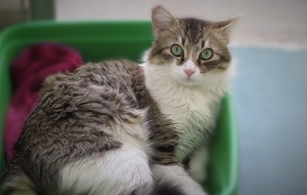 #PraCegoVer: Fotografia do gato Gatão Ele é branco e tem algumas manchas cinzas e amarelas.