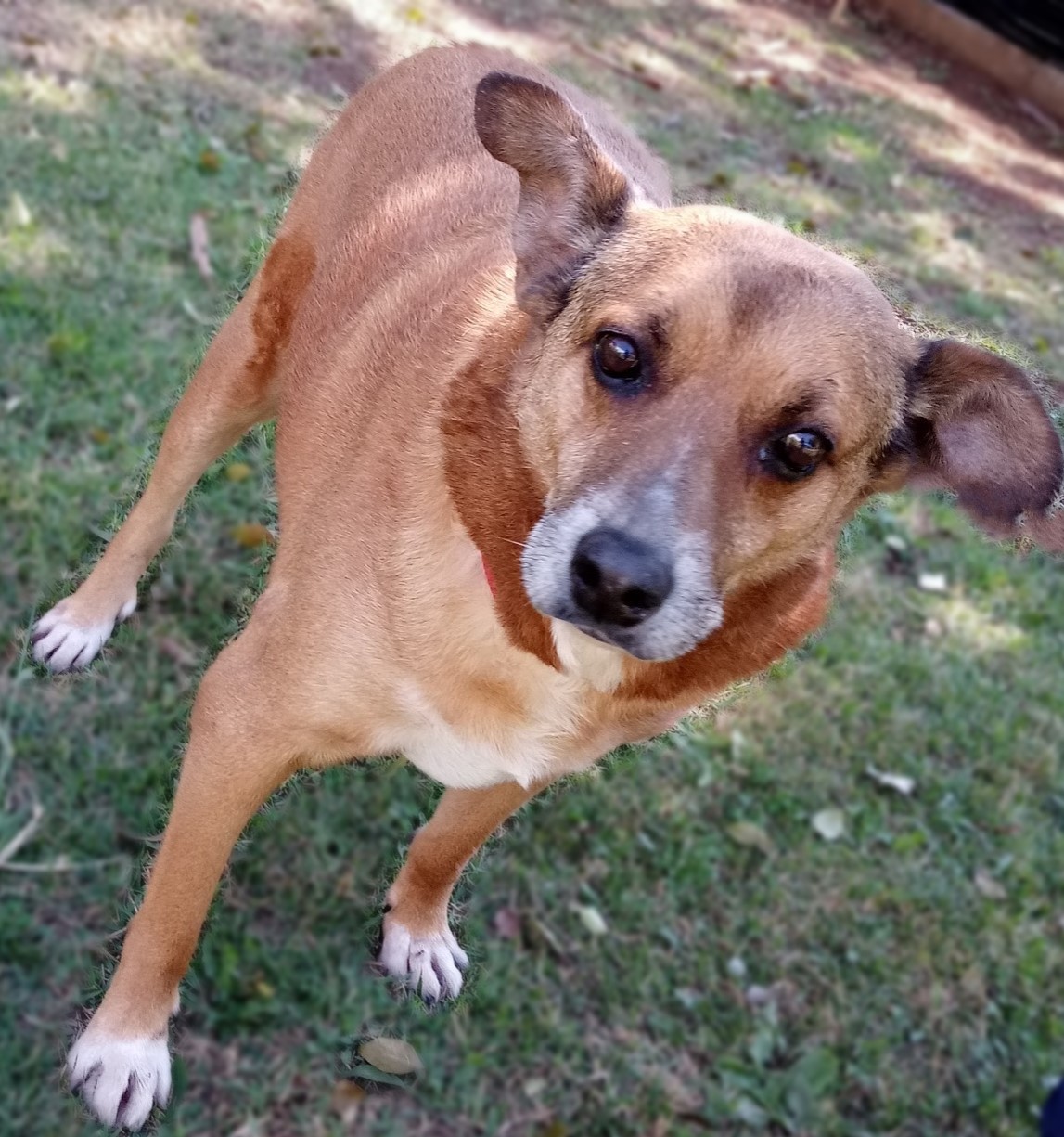 #PraCegoVer: Fotografia do cachorrinho Gordo. Ele é marrom e olha fixamente para a câmera.