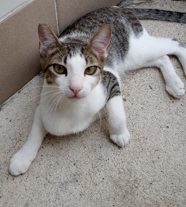 #PraCegoVer: Fotografia do gatinho Henry. Ele é branco com algumas manchas cinzas. Ele também tem os olhos amarelados, e o focinho rosa. Ele olha fixamente para a câmera.