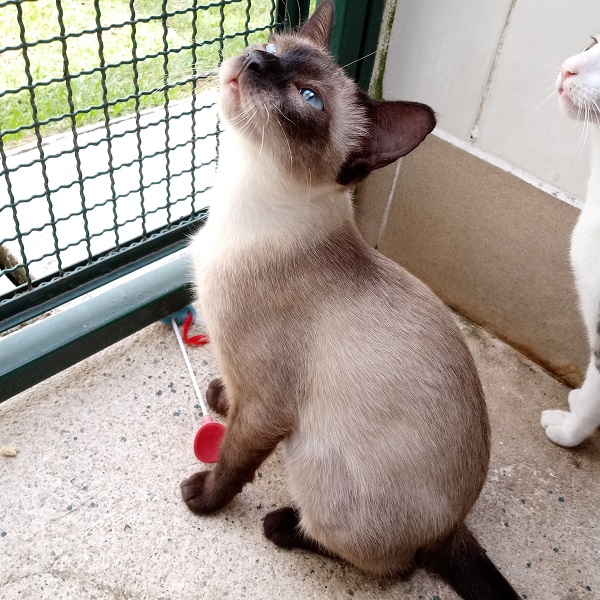 #PraCegoVe: Fotografia da gatinha Jaci. Ela tem os olhos azuis, tem o pelo marrom e está olhando para cima.