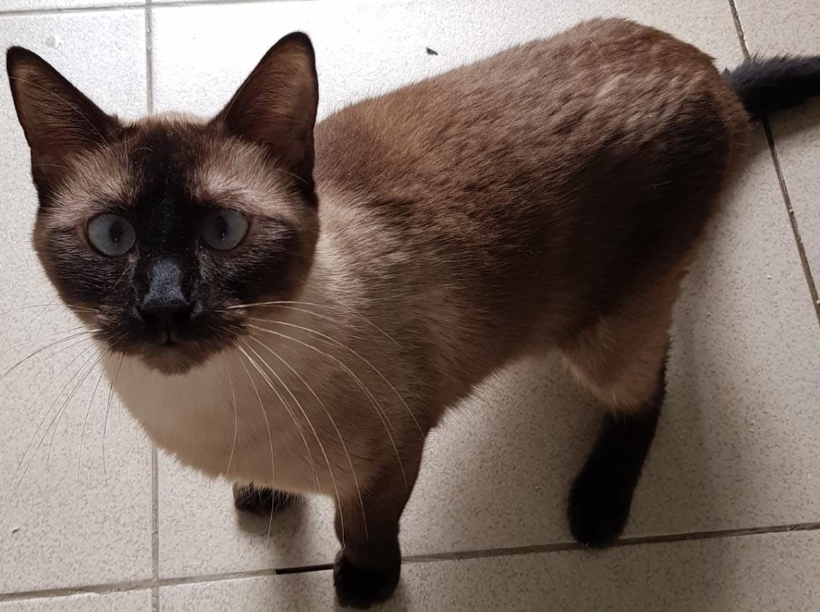 #PraCegoVer: Fotografia do gatinho Jack. ele é marrom e tem os olhos azuis.