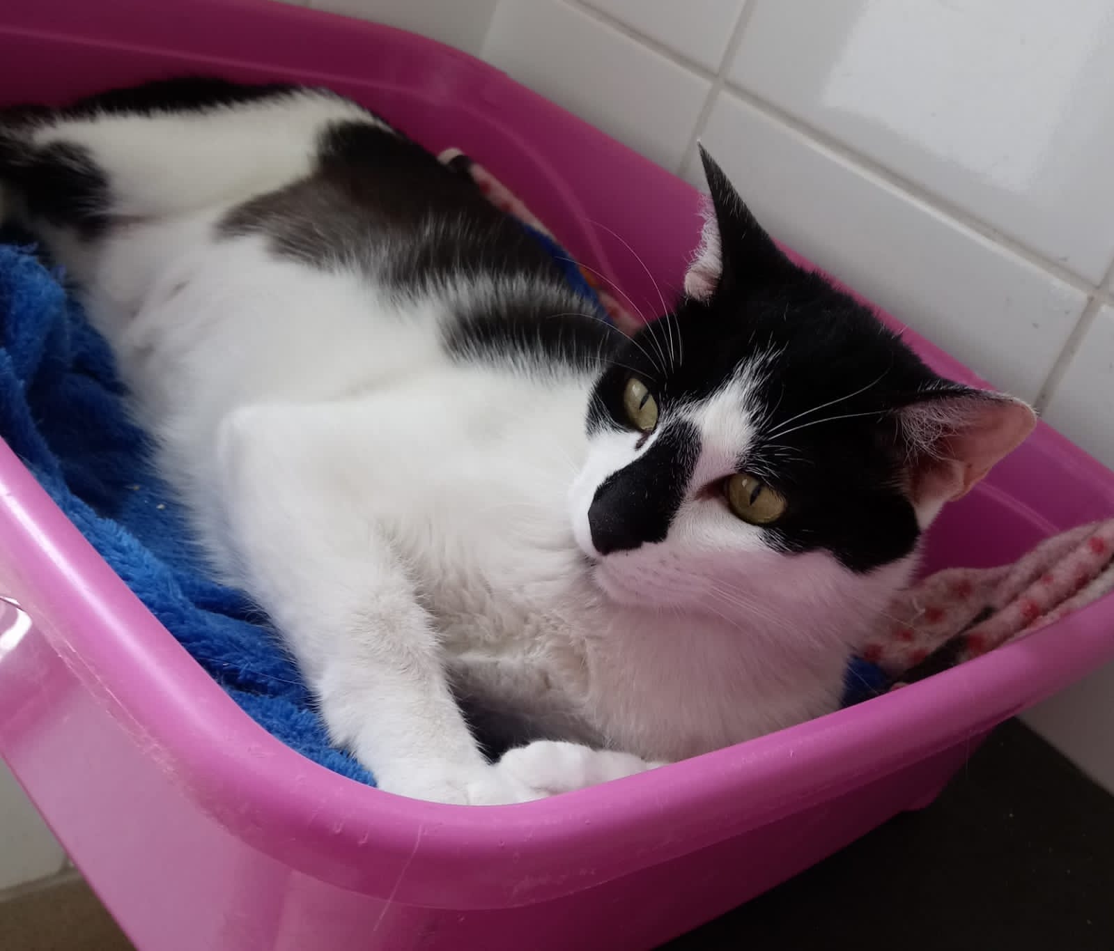#PraCegoVer: fotografia da gata Jade. Seu pelo é preto e branco. Ela está deitada dentro de uma caixa rosa. 