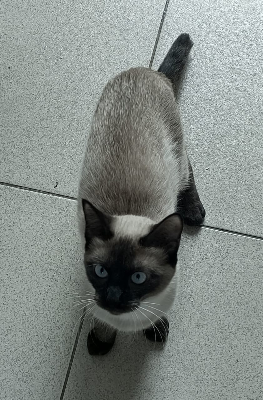 #PraCegoVer: Jade é uma gata com pelo cinza pelo seu corpo e preto em torno de seu rosto, seus olhos são azuis e ela esta sentada no chão olhando para cima.