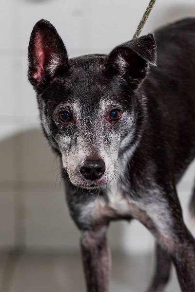 #PraCegoVer: Fotografia do cachorro Johnny. Ele é preto e tem algumas manchas brancas. Ele está olhando fixamente para a câmera.