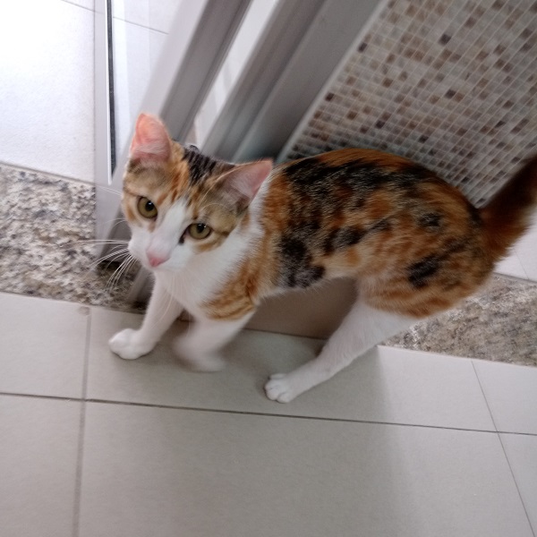 #PraCegoVer: Fotografia da gatinha Juju. Ela é branca, e tem algumas manchas amarelas e preta, também tem o focinho rosa. Ela está olhando fixamente para a câmera.