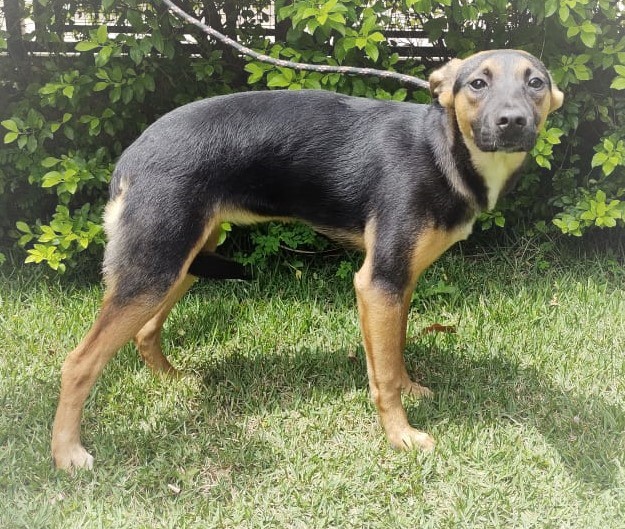 #PraCegoVer: Fotografia da cachorra Kimberly. Ela é preta e tem algumas manchas beges. Ela está em um gramado bem verde.