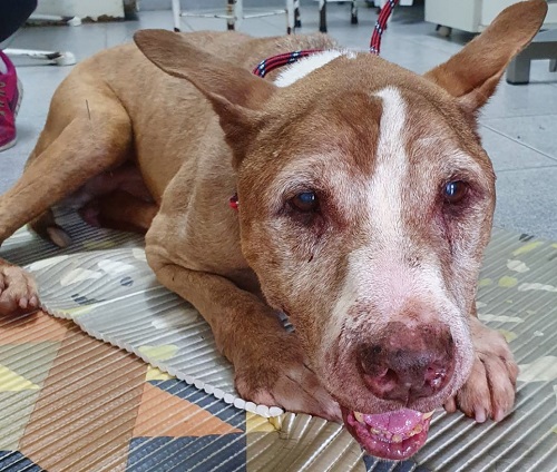 #PraCegoVer: Fotografia do cachorrinho Krueger. Ele é marrom claro, tem os olhos castanhos e olha fixamente para a câmera.