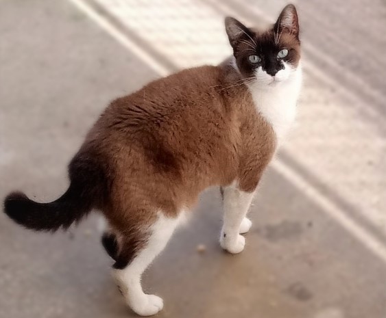 #PraCegoVer: Fotografia da gatinha Lady. Ela é branca e tem uma mancha grande marrom nas costas. Ela tem os olhos azuis e olha fixamente para a câmera.