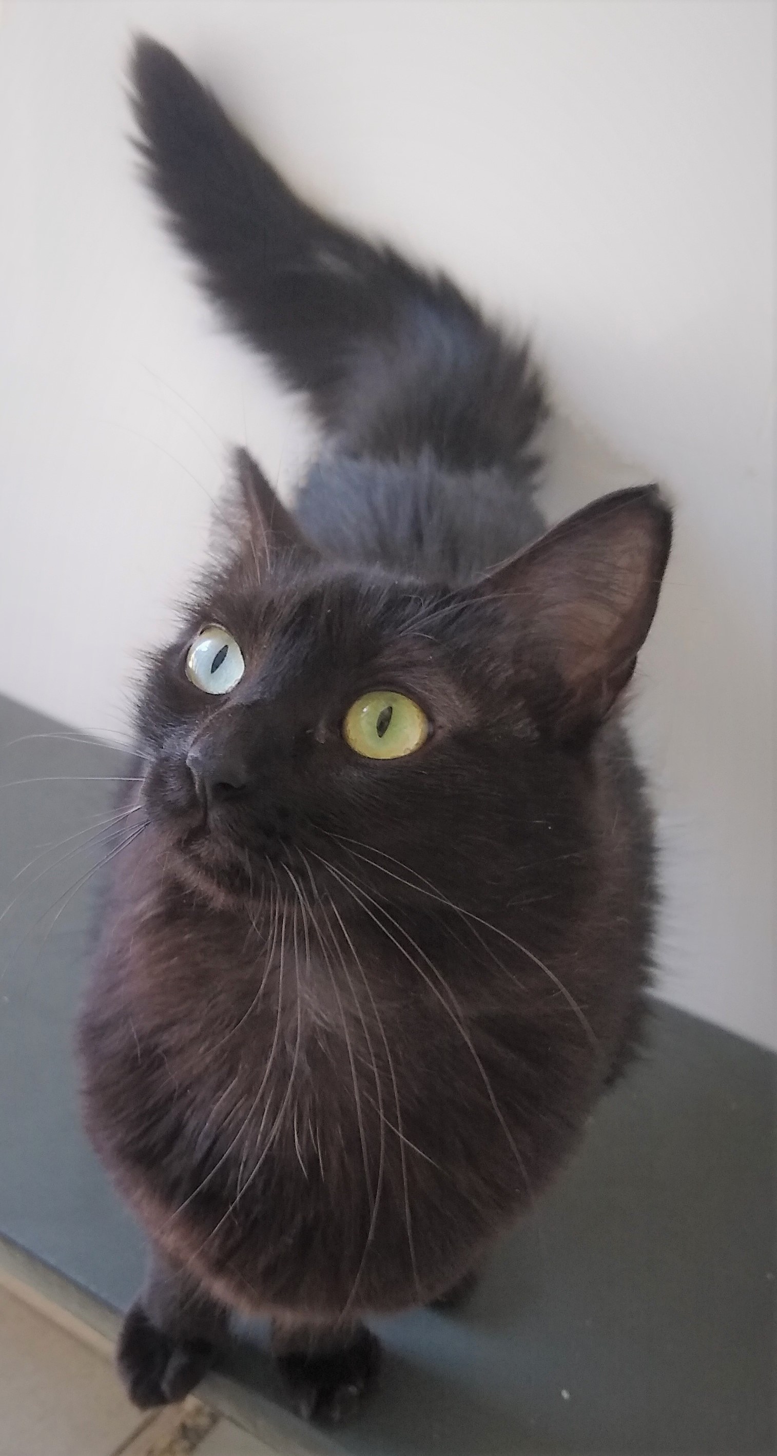 #PraCegoVer: Fotografia da gatinha Lola. Ela tem o pelo todo preto. Seus são um de cada cor. Um é verde o outro azul.