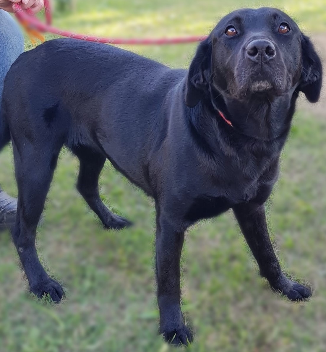 #PraCegoVer: Fotografia da cachorrinha Lupita. Ela é toda preta e está em um gramado. 