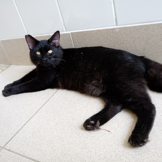 #PraCegoVer: Fotografia do gatinho Lee. Ele é todo preto, e tem os olhos verdes. Ele está deitado pousando para a foto, e olha fixamente para a câmera.
