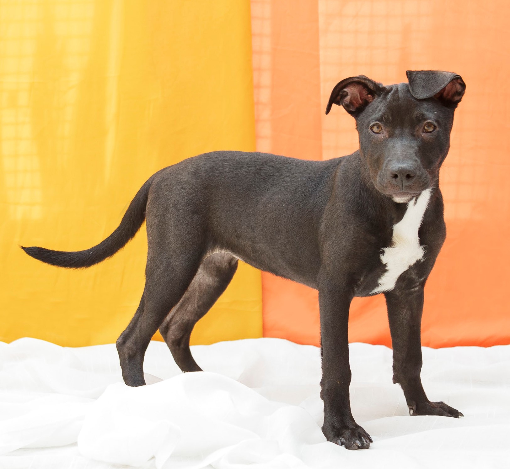 #PraCegoVer: Lisa é uma cachorra com pelagem marrom, seu pescoço é branco e seus olhos morrons, ela esta de pé encima de um pano branco