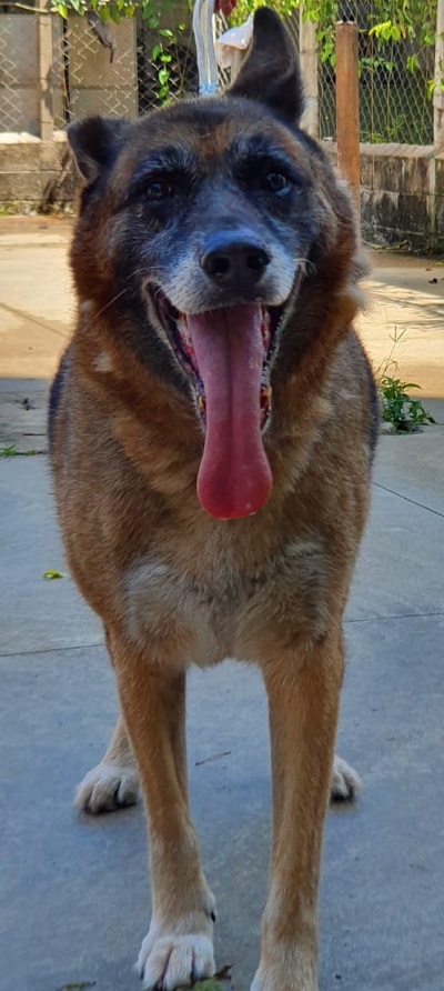 #PraCegoVer: Fotografia do cachorrinho Lupin. Ele é amarelado, mas tem o focinho preto. Ele está com a língua para fora da boca, e olha fixamente para a câmera.