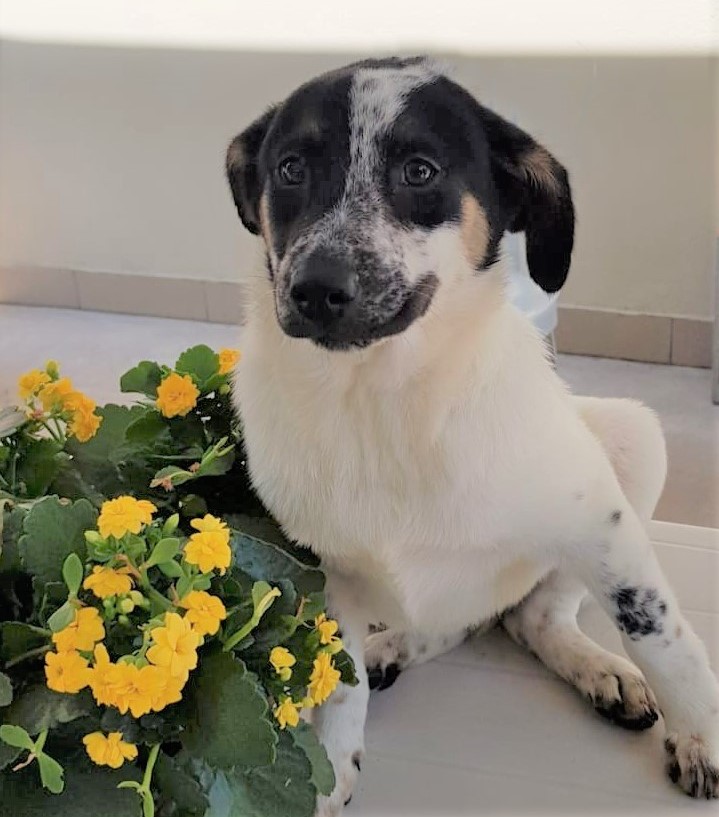 #PraCegoVer: Fotografia da cachorrinha Madona. Ela é branca, mas tem algumas manchas na cor preta pelo corpo. Ela olha fixamente para a câmera e está ao lado de um vaso com flores amarelas. 