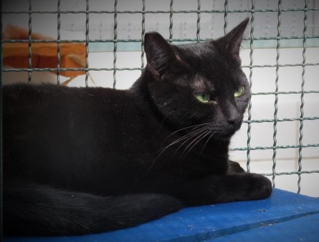 #PraCegoVer: Fotografia da gatinha Maga. Ela é toda preta e está deitada. 