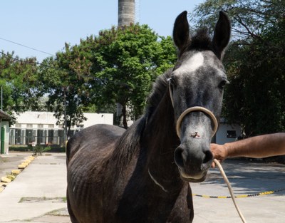 #PraCegoVer: Fotografia do cavalo Mago. Ele é todo preto. 