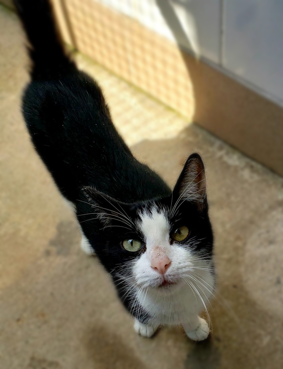 #PraCegoVer: Fotografia da gatinha Marilene. Ela é preta e tem algumas manchas brancas. Ela está olhando fixamente para a câmera.