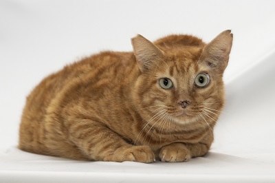 #PraCegoVer: na imagem há um gato que chama-se Mano. Ele tem pelo amarelo alaranjado e está olhando para a câmera.