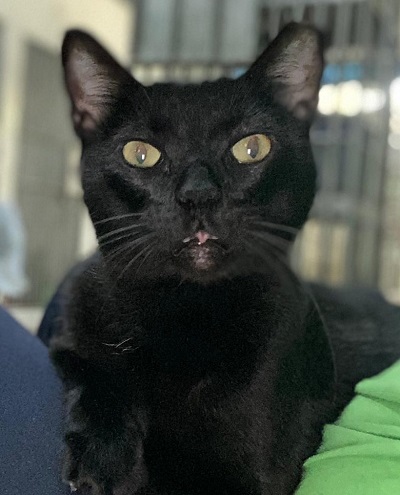 #PraCegoVer: Fotografia do gatinho Marlon. Ele é todo preto, tem os olhos amarelos e olha fixamente para a câmera.