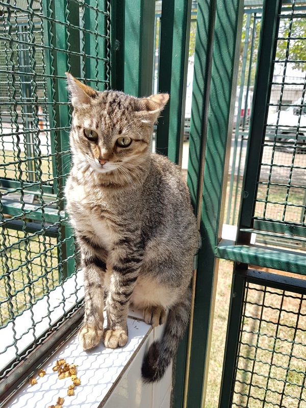 #PraCegoVer: Fotografia da gata Miranda, ela tem as cores caramelo e cinza, seus olhos são verdes, está olhando fixamente para a câmera enquanto é fotografada.