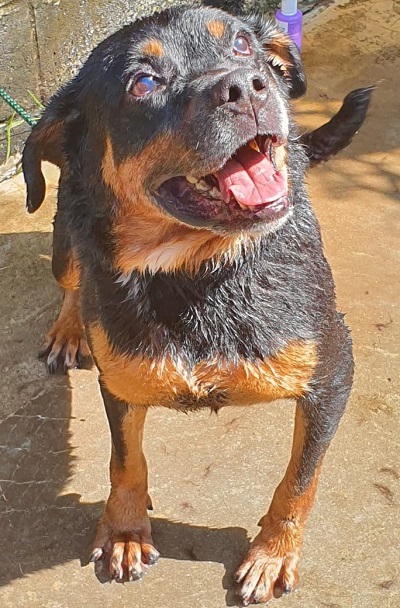 #PraCegoVer: Fotografia do cachorrinho Moreira. Ele é preto e tem algumas manchas alaranjadas. Ele está olhando para cima. 