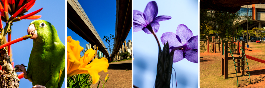 Um retângulo com quatro fotografias dentro, separadas por uma fina linha branca. A primeira foto de um papagaio verde, a segunda foto de uma flor amarela no canto com a ponte e prédios ao fundo, a terceira foto de duas flores roxas, a quarta foto do parquinho.