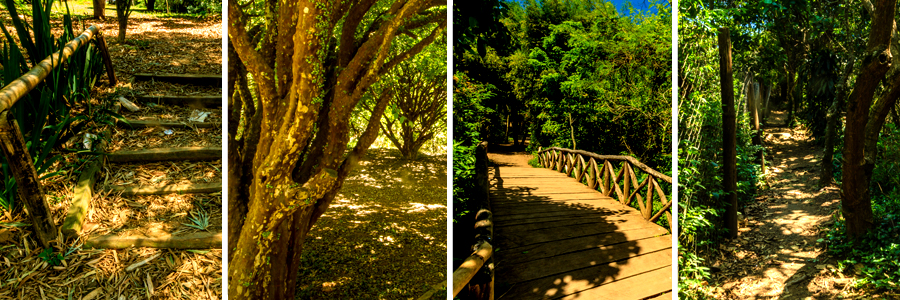 Um retângulo com quatro fotografias dentro, separadas por uma fina linha branca. A primeira foto degraus coberto por folhas secas e arbustos ao redor, a segunda foto tronco de árvores largo com pequenas folhas verdes, a terceira foto ponte feita de madeira com árvores ao redor, a quarta foto trilha com folhas secas no chão e árvores com folhas verdes ao redor.