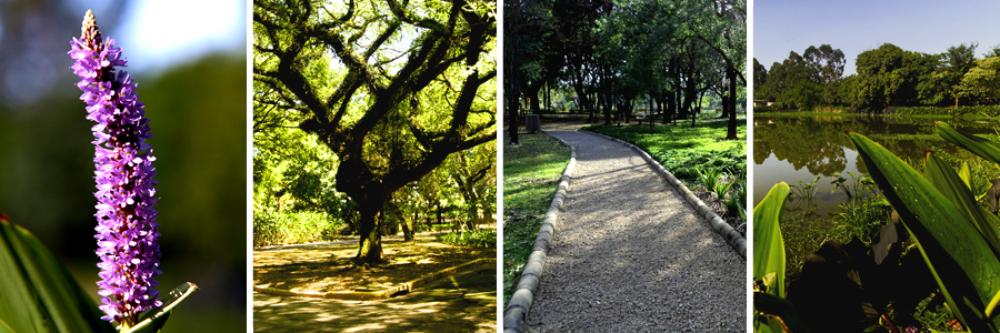 Um retângulo com quatro fotografias dentro, separadas por uma fina linha branca. A primeira foto de uma flor lilás, a segunda foto de uma árvore com troncos largos e folhas verdes, a terceira foto de uma trilha passando entre as árvores, a quarta foto uma parte do lado com grama e pequenas plantas verdes ao redor.