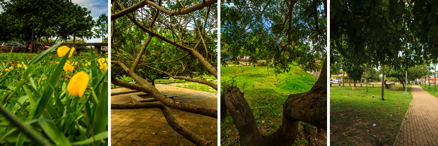 Um retângulo com quatro fotografias dentro, separadas por uma fina linha branca. A primeira foto grama verde com pequenas flores amarelas, a segunda foto galhos de árvore, a terceira foto tronco de árvore com galhos cheios de folhas verdes, a quarta foto campo aberto com bancos de concreto com grama e árvores ao redor.