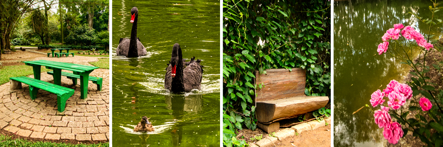 Um retângulo com quatro fotografias dentro, separadas por uma fina linha branca. A primeira foto mesa e banco de madeira pintados de verde, a segunda foto cisnes de cor preta e bico vermelho nadando no lago, a terceira foto tronco de árvore cortado em forma de banco encostado em uma parede de folhas verdes, a quarta foto flores em tom de rosa na beira do lago.