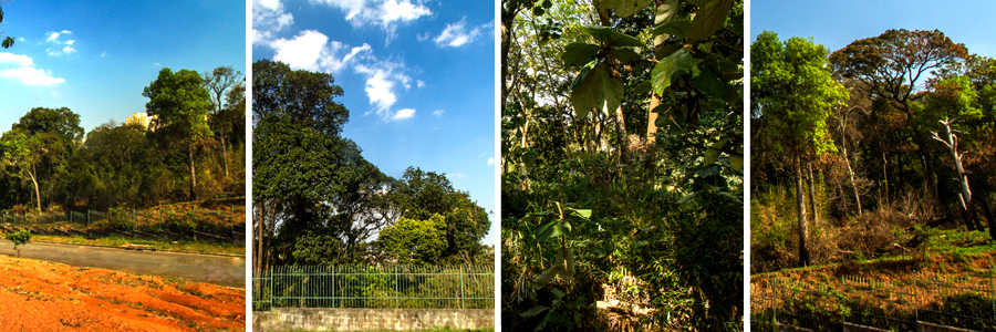 Um retângulo com quatro fotografias dentro, separadas por uma fina linha branca. A primeira foto parte de uma calçada de terra e asfalto da rua com árvores ao fundo, a segunda foto grandes árvores atrás de um portão verde, a terceira foto arbustos com folhas largas, a quarta foto árvores grandes com troncos finos.