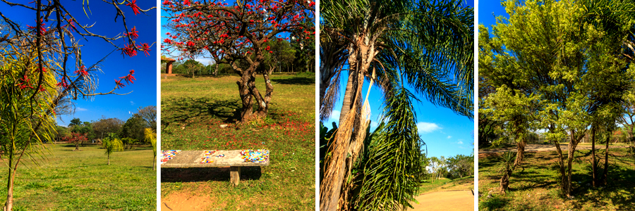 Um retângulo com quatro fotografias dentro, separadas por uma fina linha branca. A primeira foto de um campo aberto com grama no chão e árvores em variados tons de verdes ao fundo, a segunda foto de uma árvore somente com algumas flores vermelhas, sem folhas e um banco de concreto com mosaico na lateral nas cores vermelho, azul, branco e amarelo, a terceira foto das folhas verdes de um coqueiro, a quarta foto de pequenas árvores com folhagem verde clara.