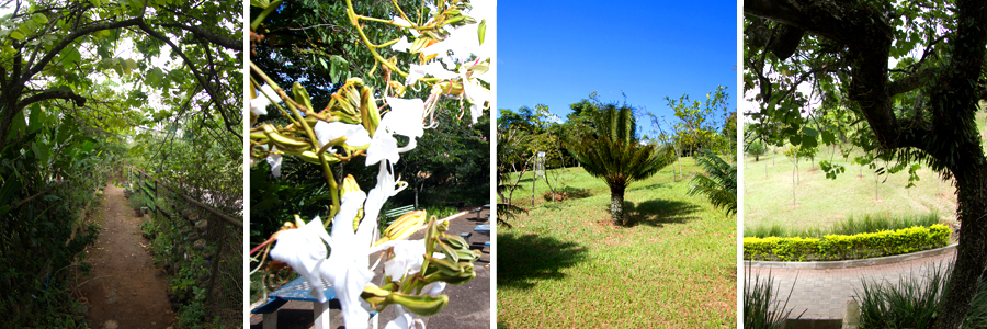 Um retângulo com quatro fotografias dentro, separadas por uma fina linha branca. A primeira foto trilha de terra com galhos e folhas ao redor e árvores ao fundo, a segunda foto flores brancas com talos verdes, a terceira foto uma pequena árvore, a quarta foto campo aberto com grama e arbustos ao redor.