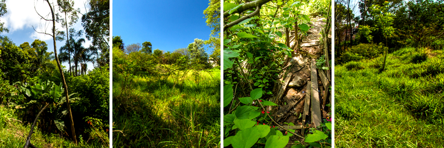 Um retângulo com quatro fotografias dentro, separadas por uma fina linha branca. A primeira foto de árvores com folhas grandes e verdes, a segunda foto grama alta e árvores com galhos finos, a terceira foto folhas verdes com pequenas flores vermelhas e algumas madeiras sobre o chão, a quarta foto grama verde com árvores ao fundo.