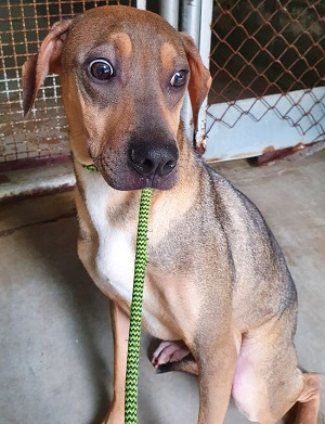 #PraCegoVer: Fotografia do cachorrinho Neném. Ele é marrom, e está sentado. 