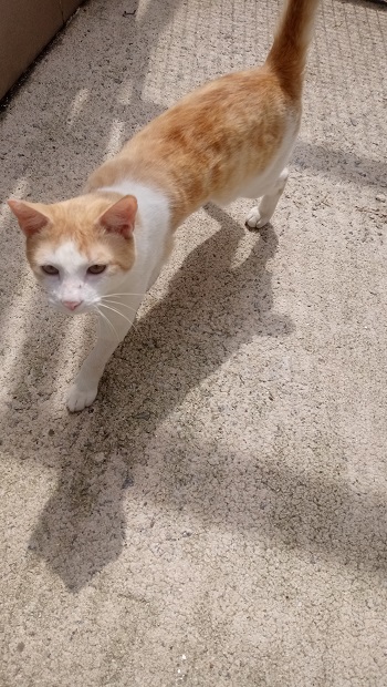 #PraCegoVer: Fotografia do gatinho Nhoc. O pelo dele tem as cores amarela e branca. Ele está andando, e não olha muito para a câmera.