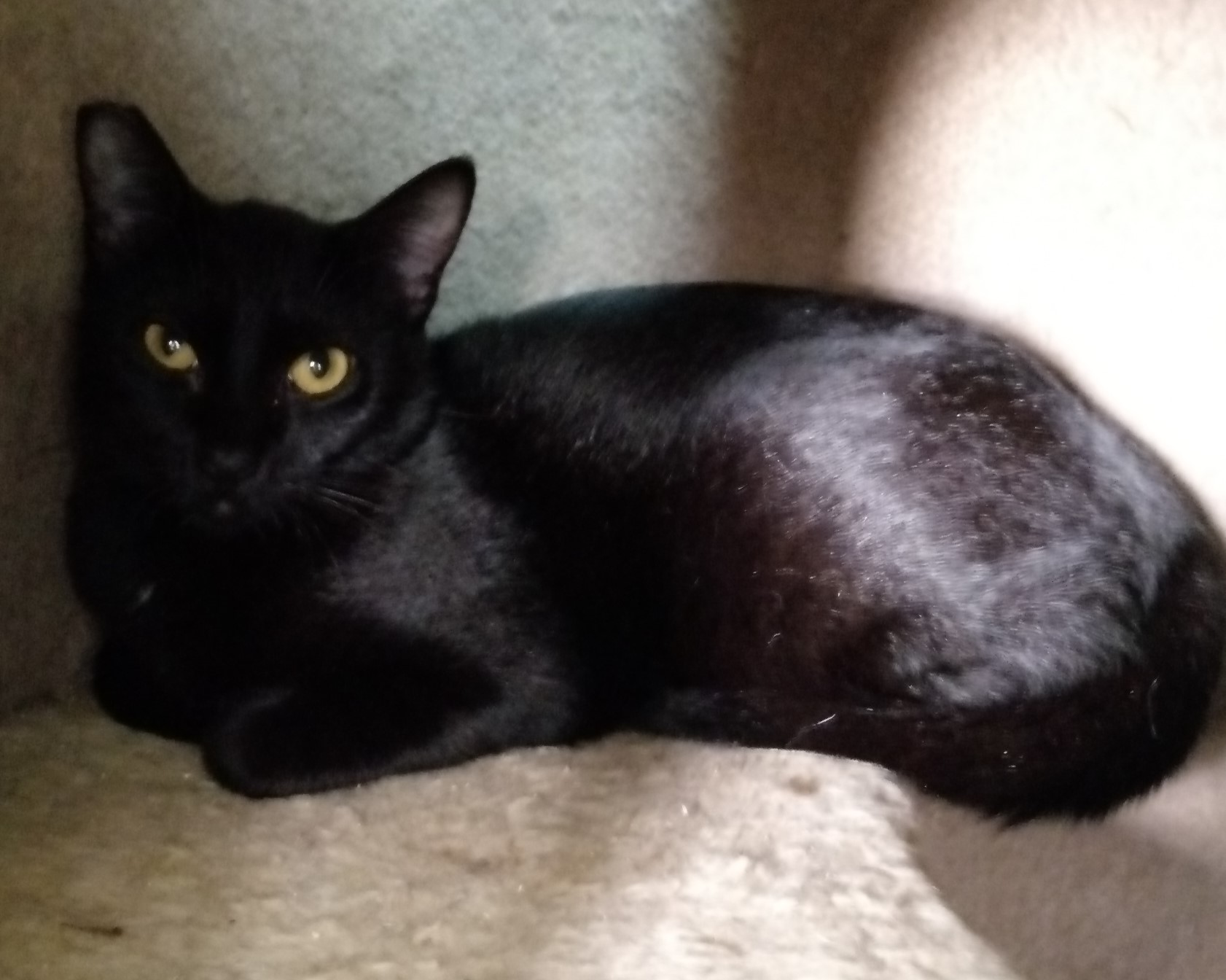 #PraCegoVer: Fotografia da gata Nina. Ele é todo preto e tem os olhos amarelos. Ele está olhando fixamente para a câmera.