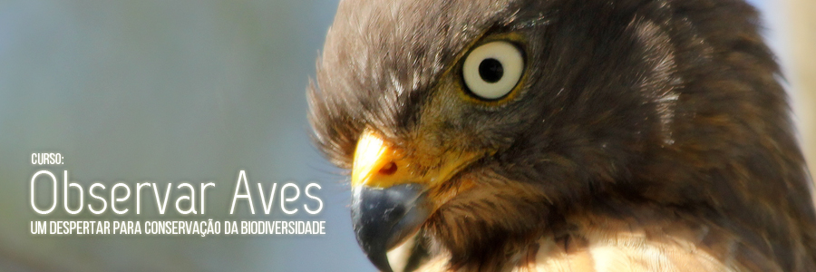 Fotografia de um gavião-carijó à direita. À esquerda, estão aplicados os dizeres "Curso Observar Aves: um despertar para a conservação da biodiversidade".