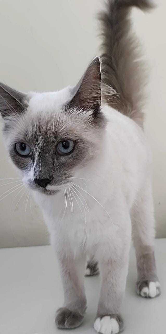 #PraCegoVer: Fotografia do gato Oliver. Ele é cinza e tem os olhos azuis. 