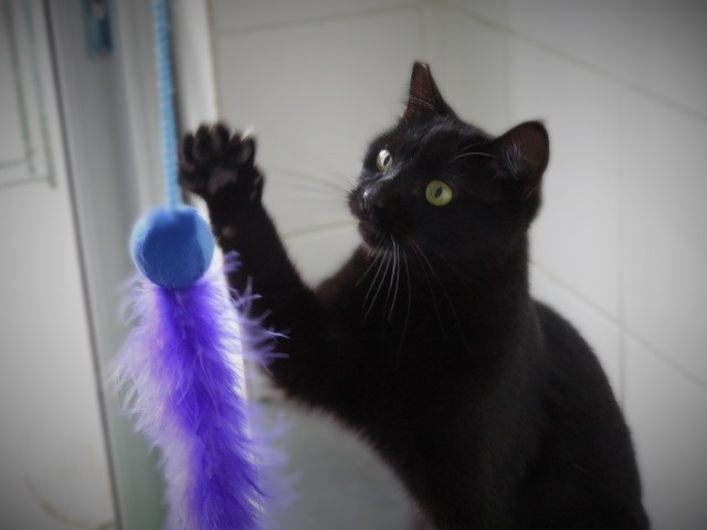 #PraCegoVer: Fotografia da gatinha Pepper. Ela é toda preta e está brincando com um brinquedo azul. 