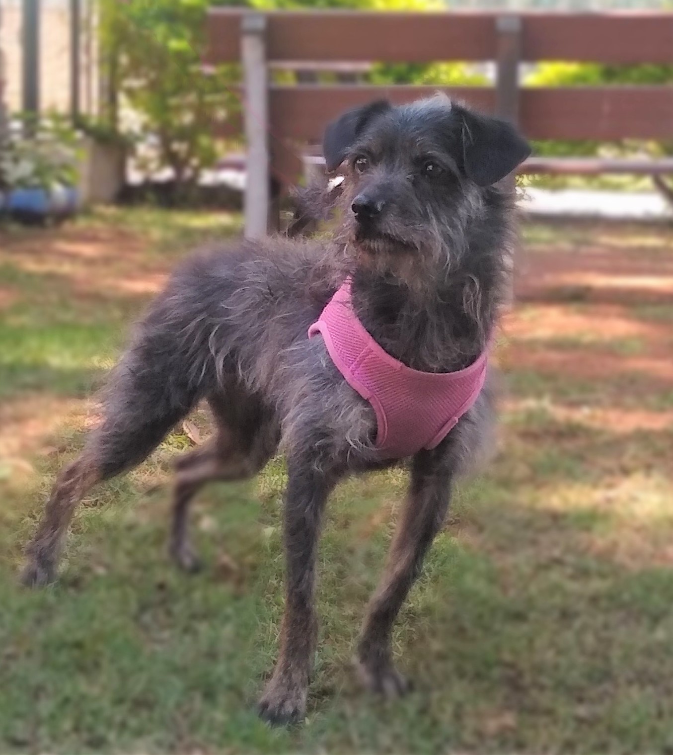 #PraCegoVer: Fotografia da cachorrinha Pipoca. Seus pelos são cinza. Ela está usando um colete na cor rosa.