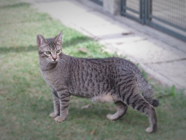 #PraCegoVer: Fotografia do gatinho Pippo. Ele é rajado nas cores cinza e marrom, tem os olhos verdes e está em um gramado. 