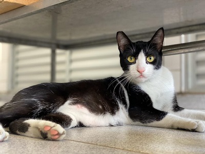 #PraCegoVer: Fotografia do gatinho Penadinho. Ele tem o pelo nas cores preto e branco. Ele tem o nariz rosado, e os olhos amarelos. Ele está olhando fixamente para a câmera.