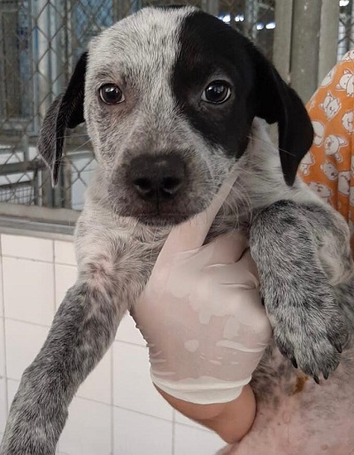 #PraCegoVer: Fotografia da cachorrinha Pepita. Ela é preta e branca, e está olhando fixamente para a câmera.